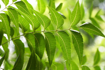 wonder leaf neem leaves